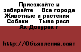 Приезжайте и забирайте. - Все города Животные и растения » Собаки   . Тыва респ.,Ак-Довурак г.